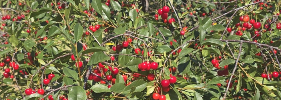 cherries