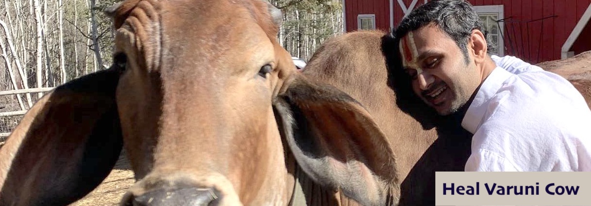 heal varuni cow