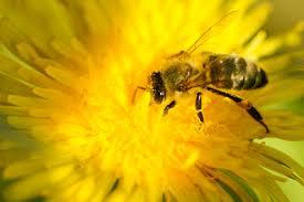 Profile picture for user Saranagati-vasi