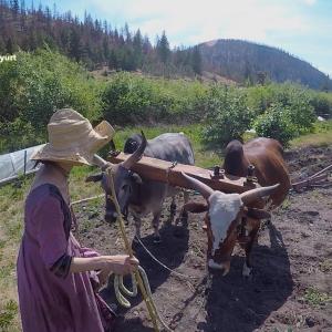 Vedic Eco Village ox plow